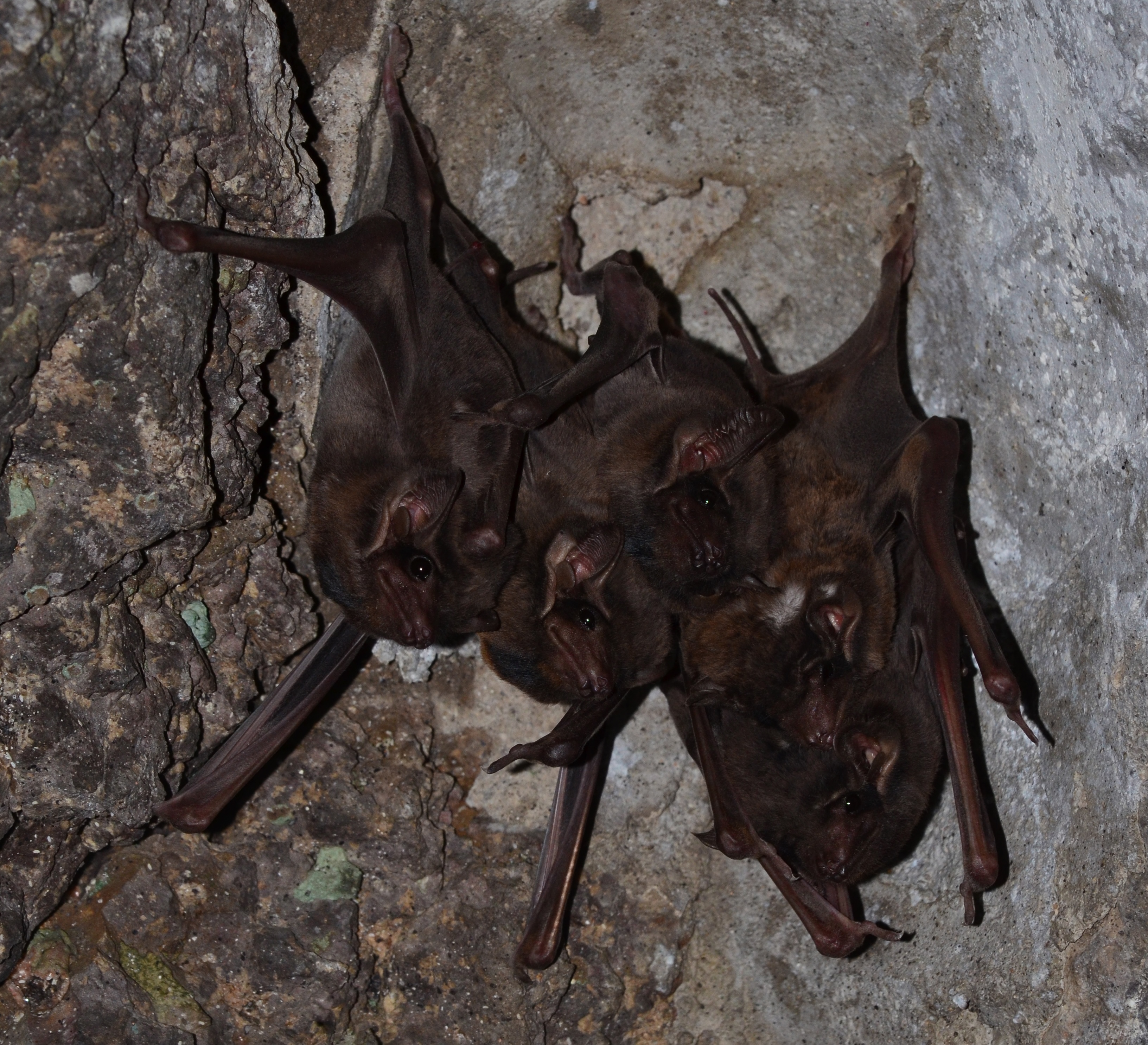 A bunch of tomb-bats in Ellora