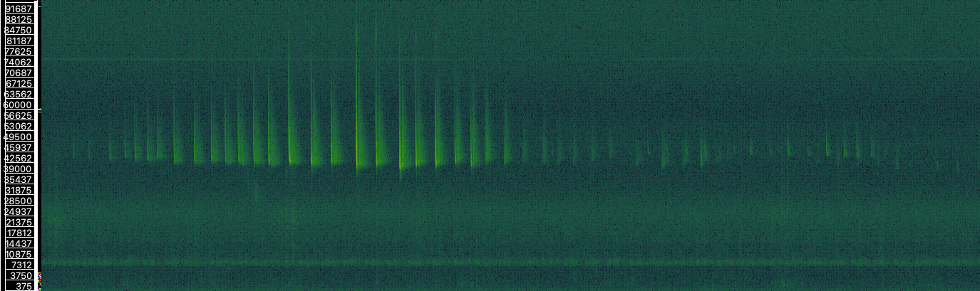 Bat Calls Spectrogram